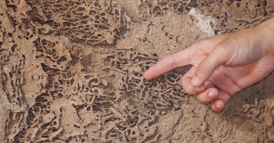termite damage