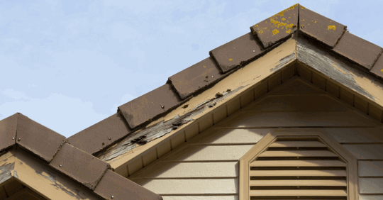 roof with termite damage