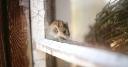small mouse in window