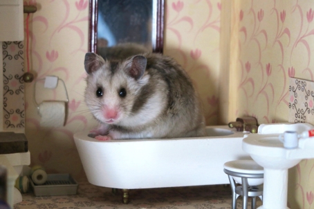 A mouse sits in a mini bathtub