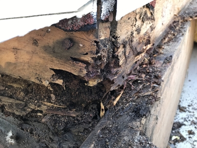 Termite damaged wood