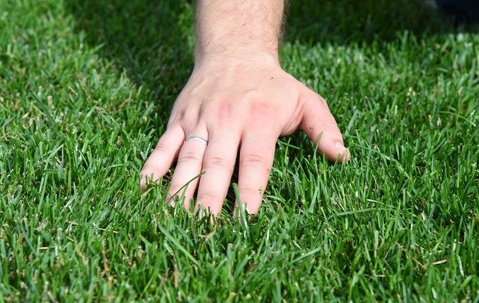 a persons hand on a healthy green lawn