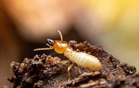 termite on top of a pile of wood
