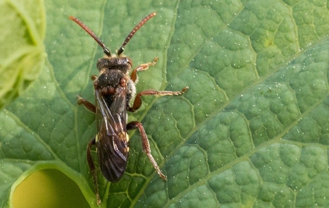chinch bug on a leaf