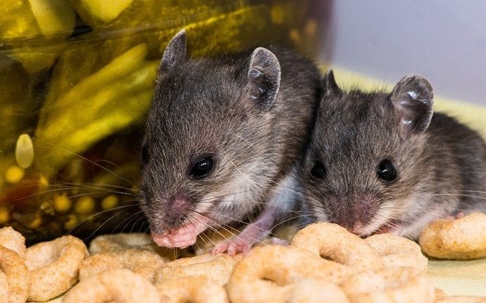 a mouse family inside a home pantry