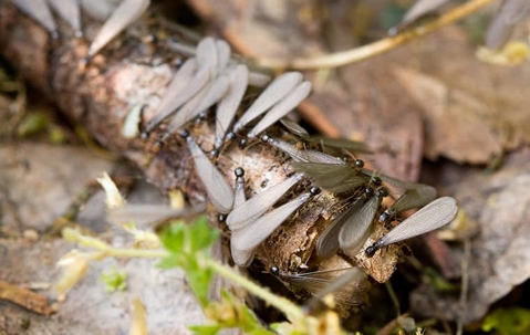 termite swarmers outside a home