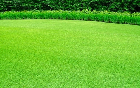 a healthy green lawn