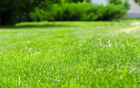 a healthy green lawn