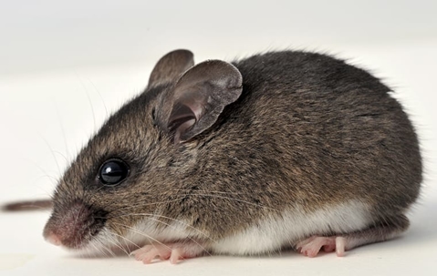 up close image of a deer mouse inside a home