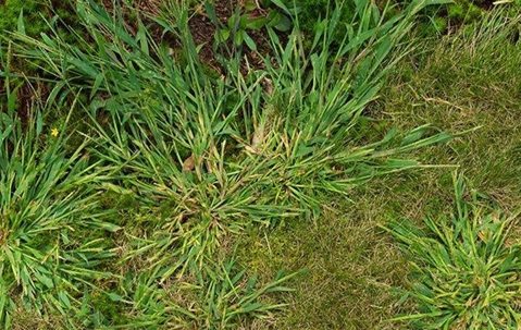 crab grass in a yard
