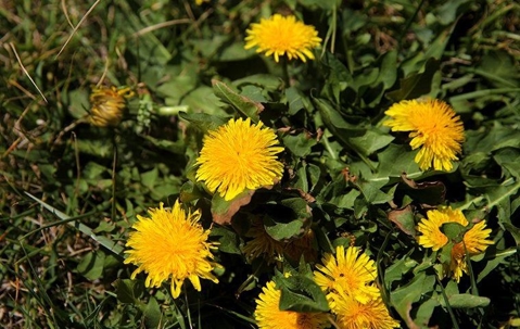 dandelion weeds in a lawn